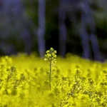 Підірве довіру інвесторів і завдасть шкоди малим виробникам – експерти пояснили, чим обернеться заборона на експорт ріпаку та сої