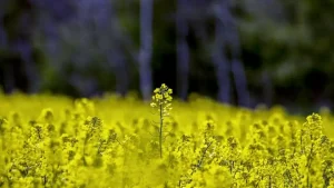 Підірве довіру інвесторів і завдасть шкоди малим виробникам – експерти пояснили, чим обернеться заборона на експорт ріпаку та сої